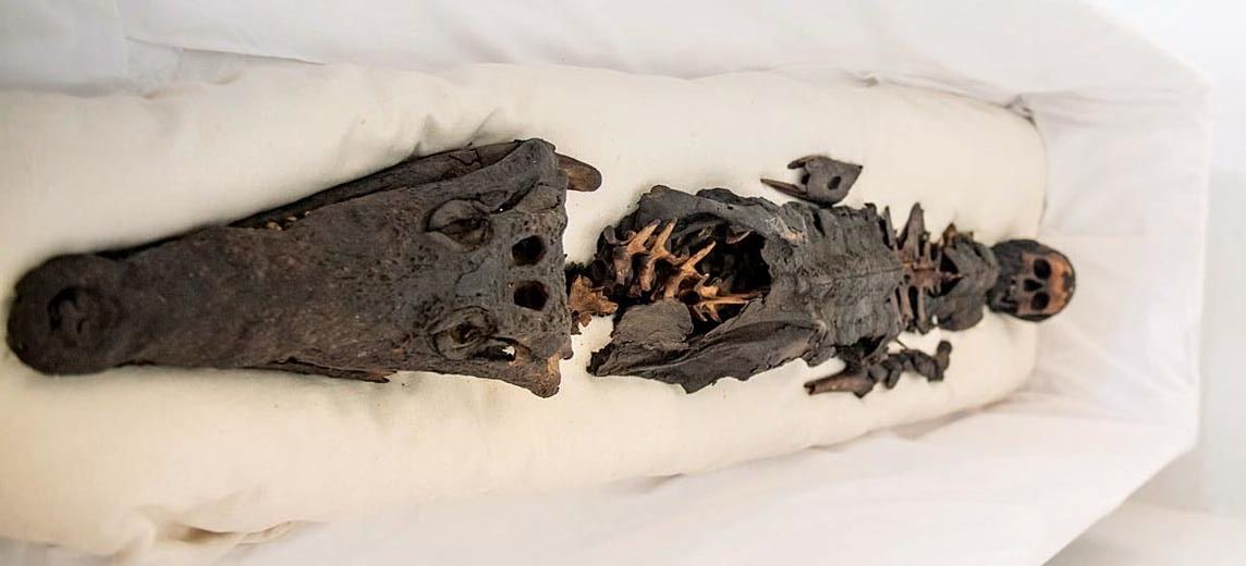 Surprised to discover a two-headed mummy with one human head and one ugly fish head’ after centuries of secrecy: Revealing a strange and mysterious story.